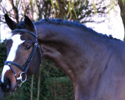 stallion Aranykapu Con Lordan (Oldenburg, 2013, from Con Lapilot)