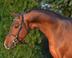 stallion Aranykapu Claramo (Holsteiner, 2012, from Clarimo Ask)