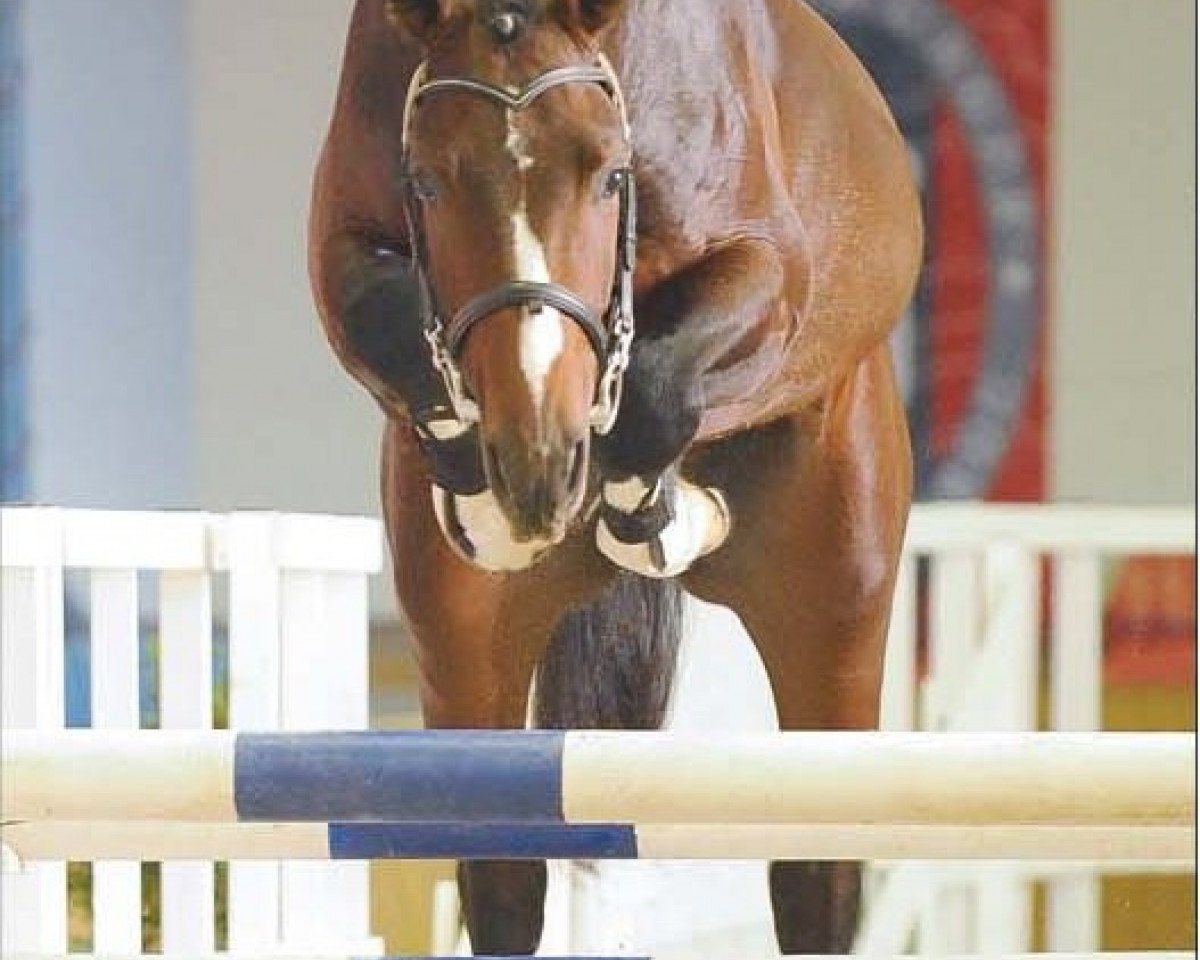 stallion Con Lapilot (Oldenburg, 2008, from Con Capilot)
