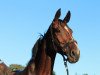 broodmare Sonoma (Hanoverian, 2005, from Stedinger)