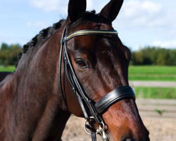 dressage horse Loyal Beau (KWPN (Royal Dutch Sporthorse), 1993, from Flemmingh)