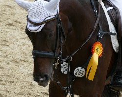 Springpferd High Fly Minka (KWPN (Niederländisches Warmblut), 2012, von Ukato)