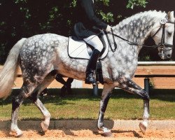 dressage horse Liverpool ZP (Holsteiner, 1997, from Lorentin I)