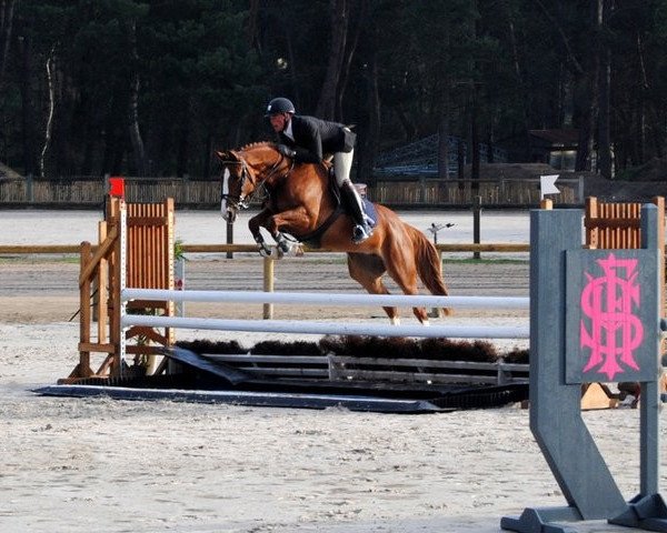 Pferd Shanon de la Marsange (Selle Français, 2006, von Experio)