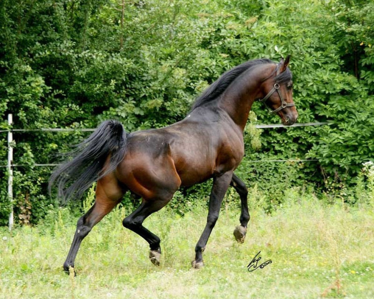 Deckhengst BA Psyche Bey ox (Vollblutaraber, 2003, von Psytadel 1998 ox)