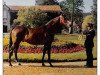 stallion Baraban xx (Thoroughbred, 1963, from Sica Boy xx)