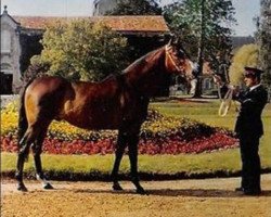 stallion Baraban xx (Thoroughbred, 1963, from Sica Boy xx)