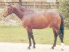 stallion Amour de Meautis (Selle Français, 1988, from Grand Veneur)