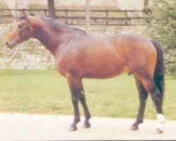 stallion Amour de Meautis (Selle Français, 1988, from Grand Veneur)