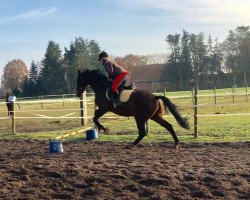 broodmare Salomé (Hanoverian, 1999, from Sao Paulo)