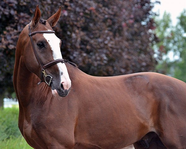 stallion Eristoff van de Zuuthoeve (Belgium Sporthorse, 2010, from Ogano Sitte)