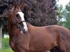 stallion Eristoff van de Zuuthoeve (Belgium Sporthorse, 2010, from Ogano Sitte)