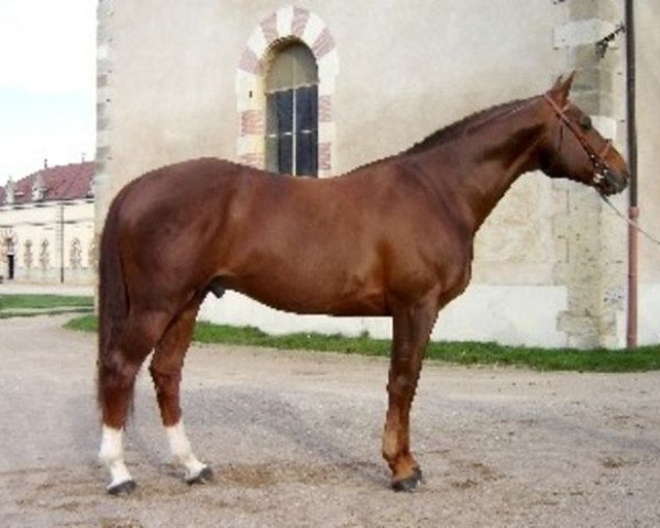 stallion Fidelio du Thot (Selle Français, 1993, from Double Espoir)