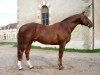 stallion Fidelio du Thot (Selle Français, 1993, from Double Espoir)