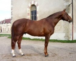 stallion Fidelio du Thot (Selle Français, 1993, from Double Espoir)