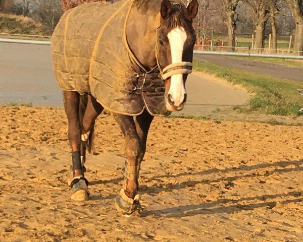 dressage horse Dream Gold (German Sport Horse, 2006, from Dream Rubin)