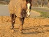 dressage horse Dream Gold (German Sport Horse, 2006, from Dream Rubin)