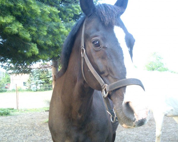 horse Rebell 431 (Sachse, 1996, from Ratero)