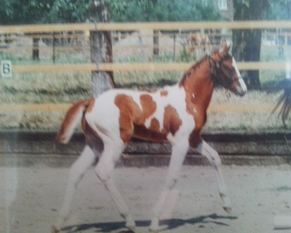 horse Abgott's Jeremiah (German Warmblood, 1994, from Abgott's Pt. Joe)