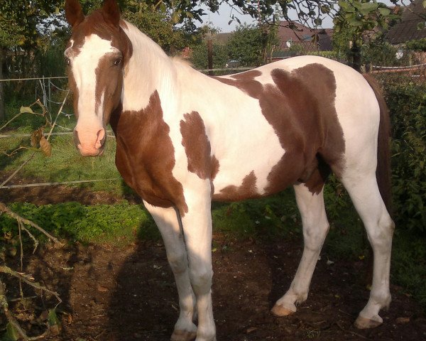 Pferd Abgott's Painted Jack (Deutsches Reitpferd, 1990, von Abgott's Pt. Joe)