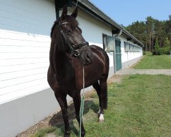 horse Voltaire 87 (Noble Warmblood, 2005, from Rebell 431)