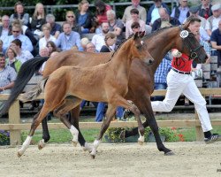 Zuchtstute Diamond Starlet (Rheinländer, 2009, von Diamond Hit)