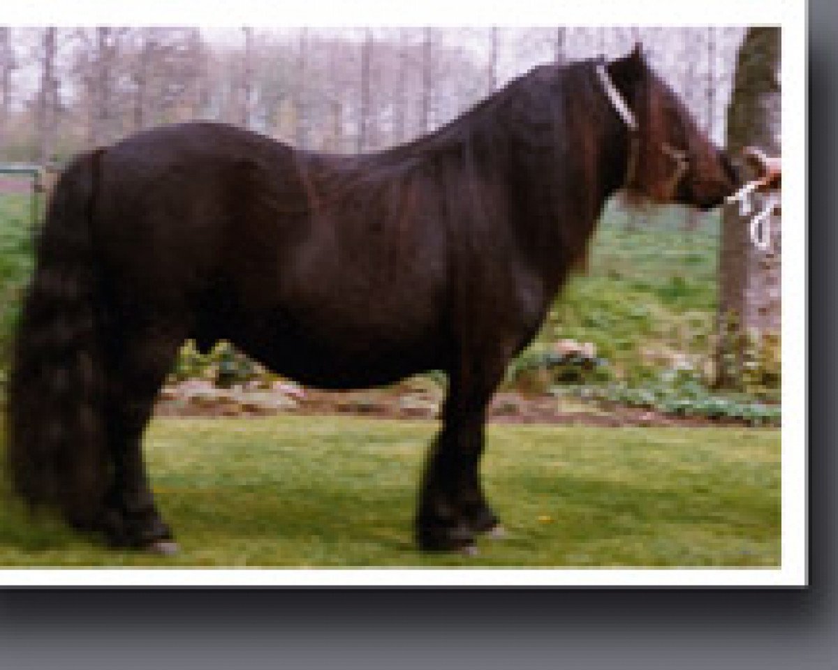 stallion Cansas van Stal Possemis (Shetland Pony, 1988, from Newton van Dorpzicht)