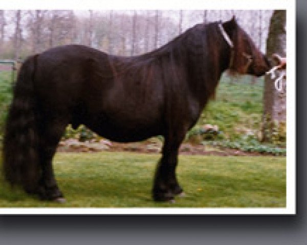 Deckhengst Cansas van Stal Possemis (Shetland Pony, 1988, von Newton van Dorpzicht)