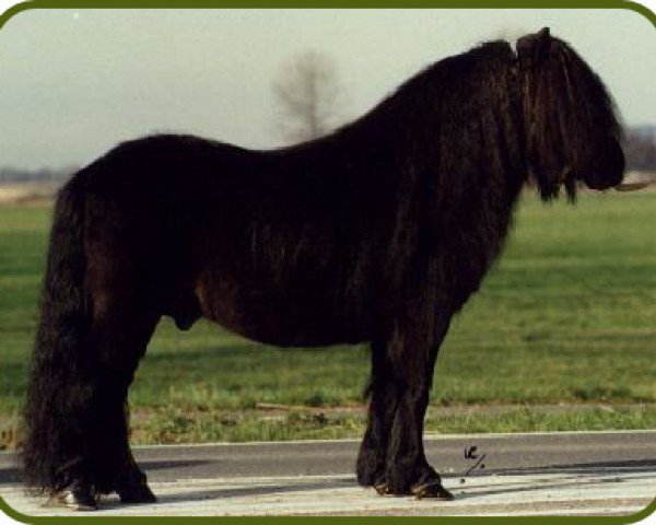 stallion Gelder van Zuylichem (Shetland Pony, 1992, from Cansas van Stal Possemis)