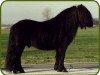 Deckhengst Gelder van Zuylichem (Shetland Pony, 1992, von Cansas van Stal Possemis)