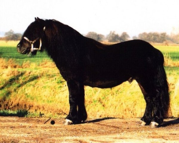 Deckhengst O'Regen van de Kleine Tip (Shetland Pony, 1999, von Gelder van Zuylichem)