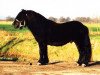 Deckhengst O'Regen van de Kleine Tip (Shetland Pony, 1999, von Gelder van Zuylichem)