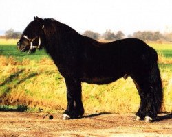 Deckhengst O'Regen van de Kleine Tip (Shetland Pony, 1999, von Gelder van Zuylichem)