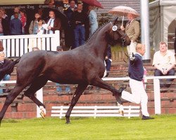 broodmare Jaqueline (Oldenburg, 2001, from Jazzman)