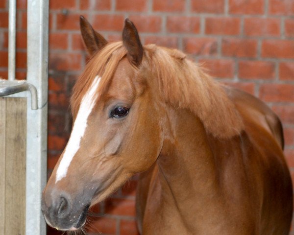 Zuchtstute Miss Firecracker V. (Deutsches Reitpony, 2010, von Man in Black)