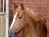 broodmare Miss Firecracker V. (German Riding Pony, 2010, from Man in Black)