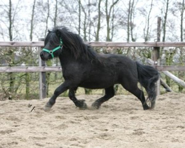 stallion Zorro van het Kruuthuus (Shetland Pony, 2006, from Nelantines van de Groote Woerd)