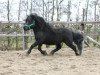 Deckhengst Zorro van het Kruuthuus (Shetland Pony, 2006, von Nelantines van de Groote Woerd)