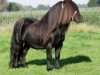 stallion Levi van de Schaapshoeve (Shetland Pony, 1996, from Boss van de Brouwerij)