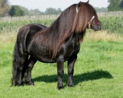 Deckhengst Levi van de Schaapshoeve (Shetland Pony, 1996, von Boss van de Brouwerij)