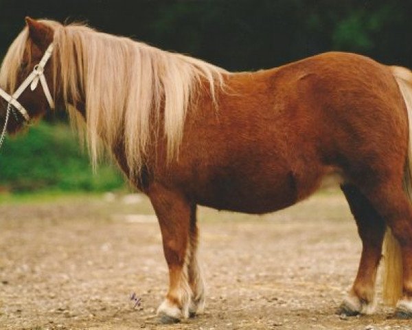 Zuchtstute Chinagirl van Stal Polderzicht (Shetland Pony, 1988, von Maurice van de Horst)