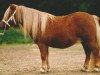 Zuchtstute Chinagirl van Stal Polderzicht (Shetland Pony, 1988, von Maurice van de Horst)