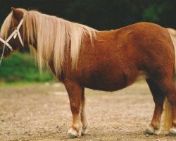 Zuchtstute Chinagirl van Stal Polderzicht (Shetland Pony, 1988, von Maurice van de Horst)