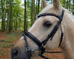 dressage horse Dornik's Donovan (German Riding Pony, 2004, from Dornik B)