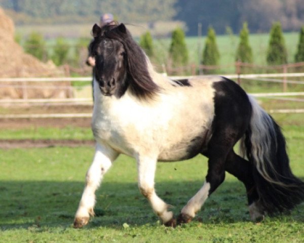 stallion Example v. Stal Polderzicht (Shetland Pony,  , from Levi van de Schaapshoeve)