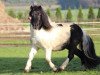 stallion Example v. Stal Polderzicht (Shetland Pony,  , from Levi van de Schaapshoeve)