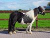 Zuchtstute Senna van Stal Polderzicht (Shetland Pony, 2002, von Newton van Geldersoord)