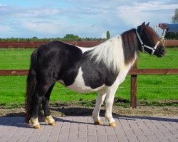 Zuchtstute Senna van Stal Polderzicht (Shetland Pony, 2002, von Newton van Geldersoord)