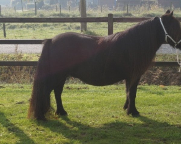 Zuchtstute Wendy van Stal Polderzicht (Shetland Pony, 2005, von Kotonofico van Stal Brammelo)