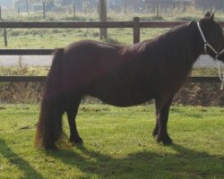 broodmare Wendy van Stal Polderzicht (Shetland Pony, 2005, from Kotonofico van Stal Brammelo)